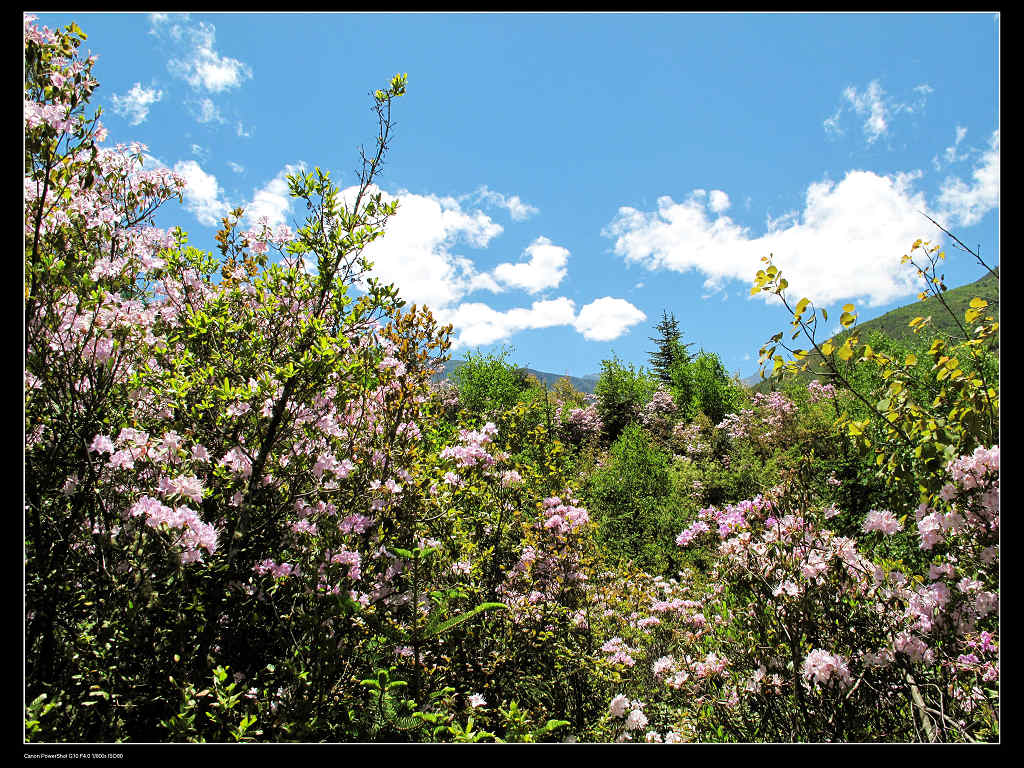 杜鹃花开 摄影 踏月而行