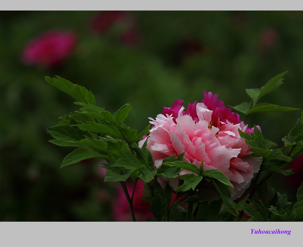 双色奇葩 摄影 雨后彩虹1127