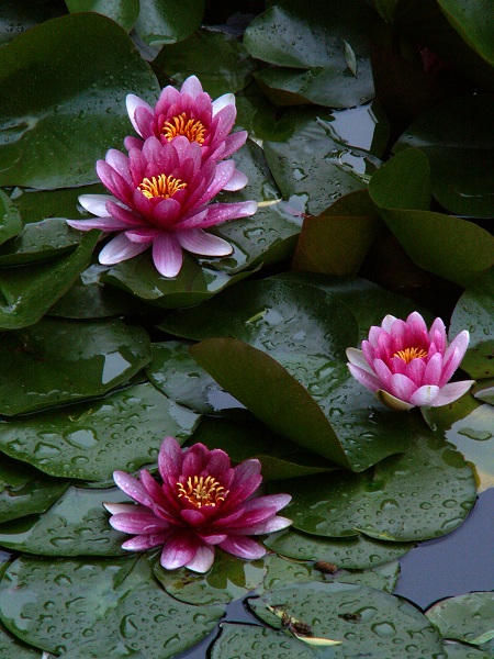 雨后莲花1 摄影 阿森666