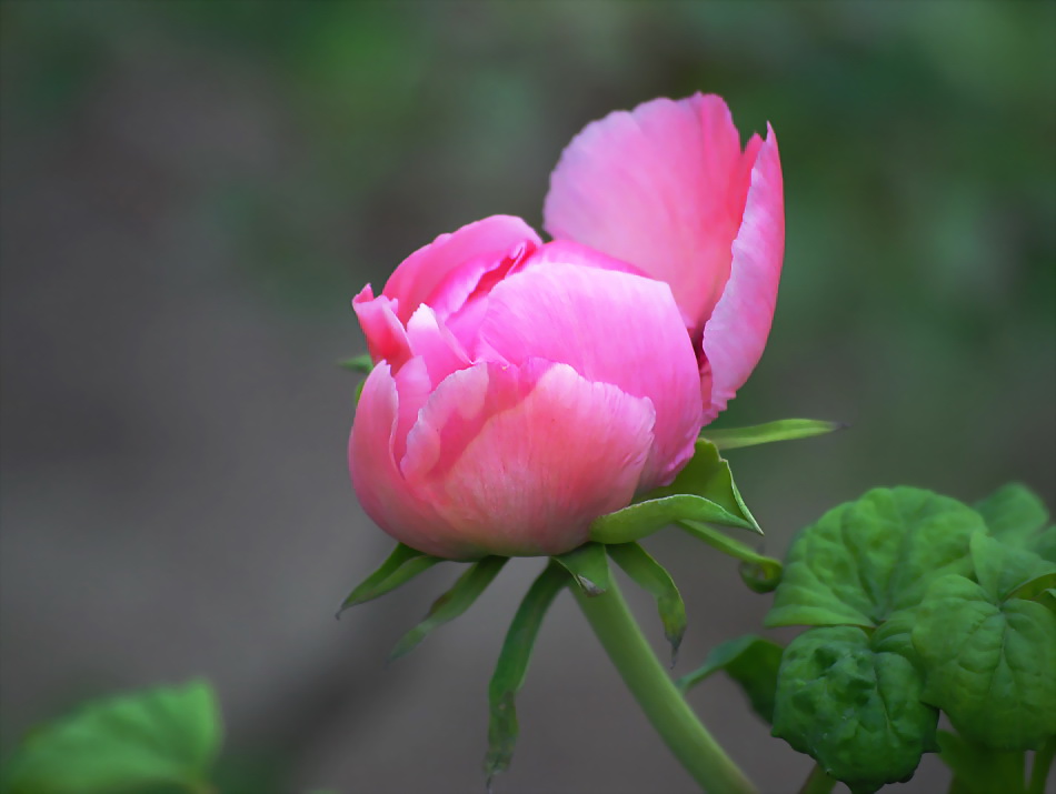 百花从中最鲜艳-----牡丹花 摄影 老酷哥