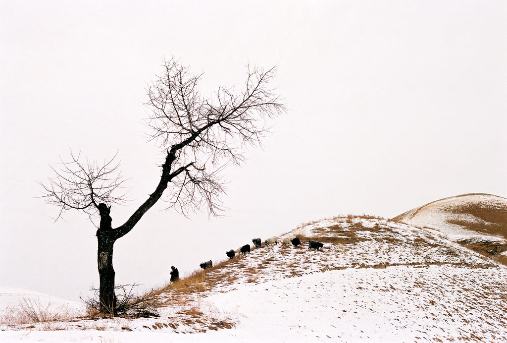 雪吟（胶片） 摄影 祖国山河