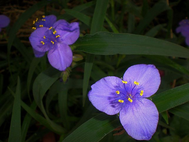 蓝色的小花 摄影 子莲