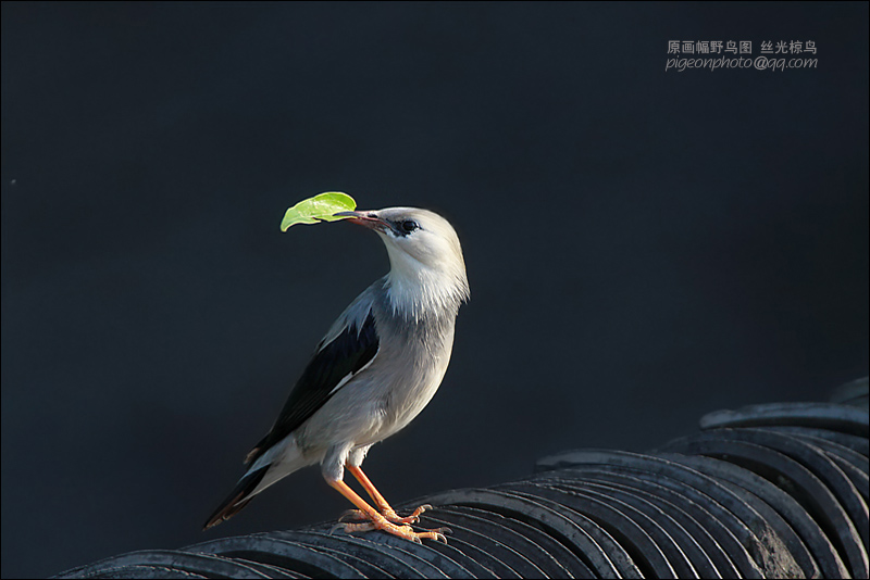 丝光椋鸟 摄影 pigeon