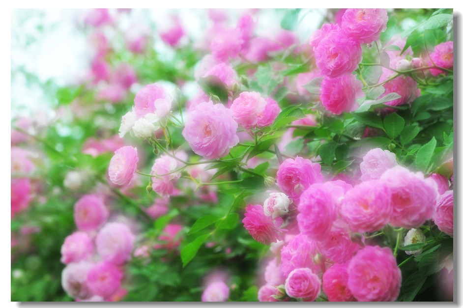 繁花似锦 摄影 蓬莱小猪