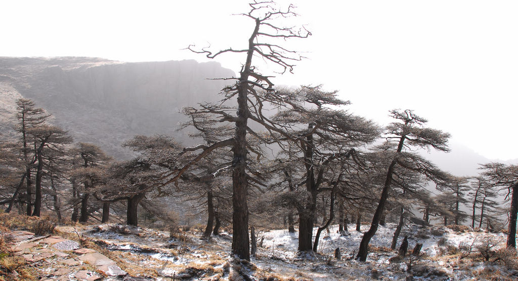 芦芽山之松 摄影 山岗