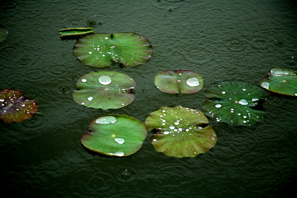 春雨春荷 摄影 风雨太阳