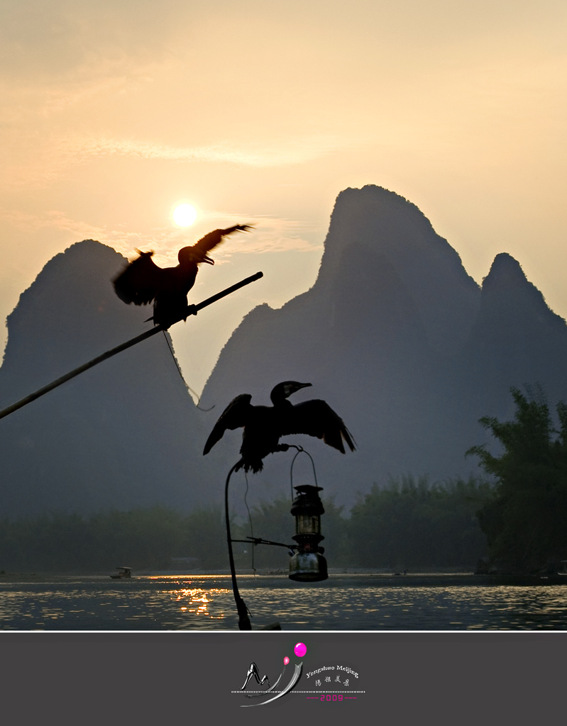 漓 江 鱼 鹰 摄影 阳朔美景