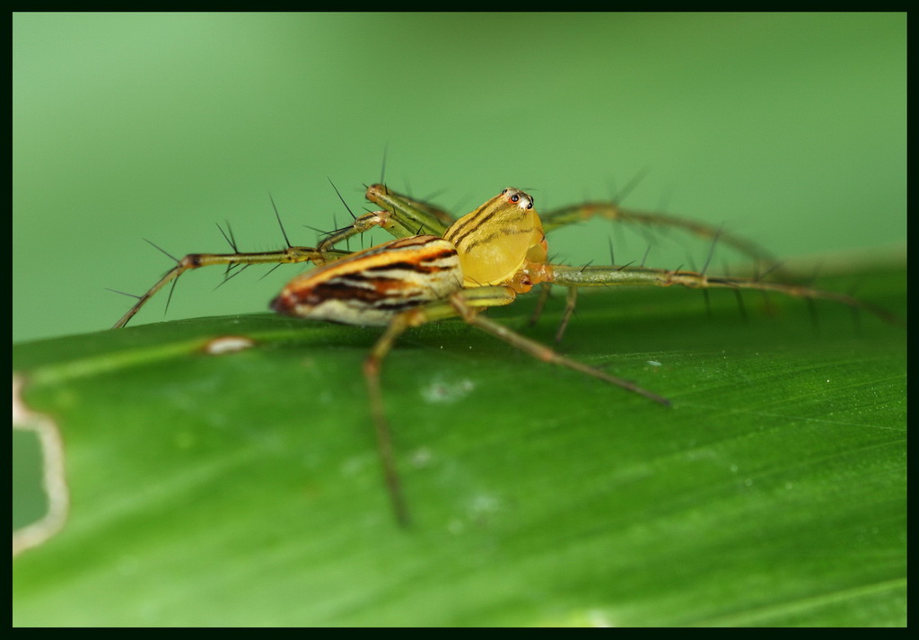 spider 摄影 乱色影