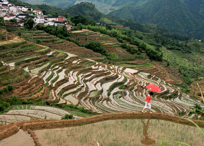 美丽梯田 摄影 南山小草