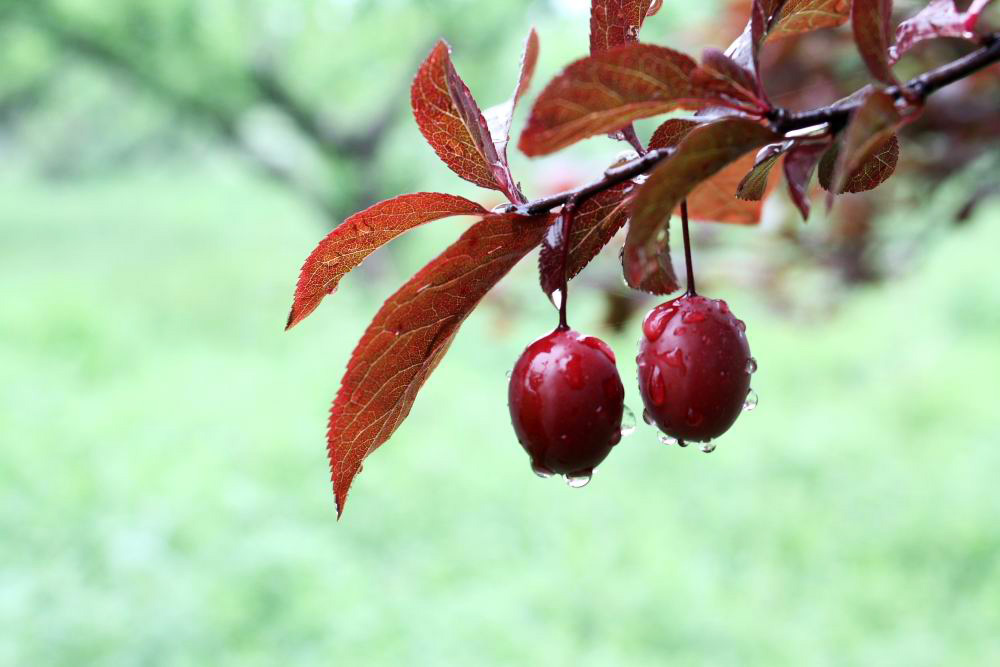 果实 摄影 河山锦绣