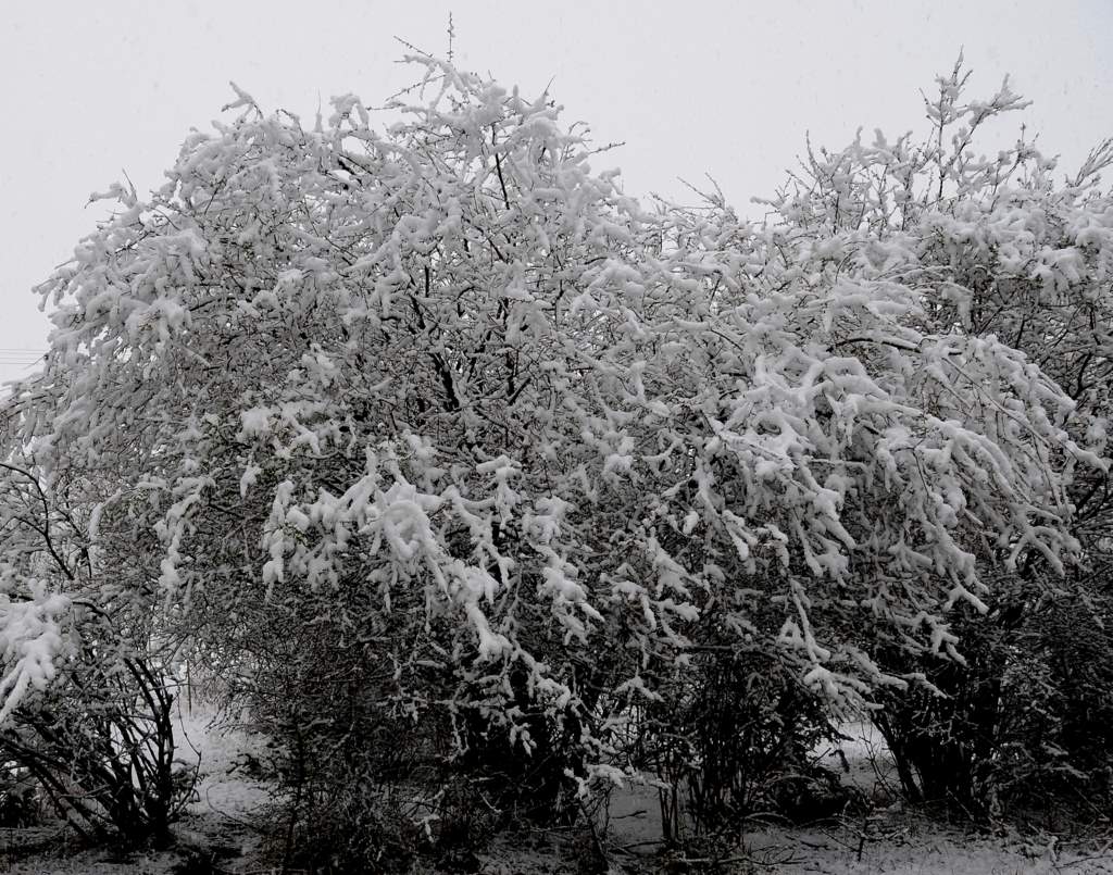 五月雪 摄影 高原风景