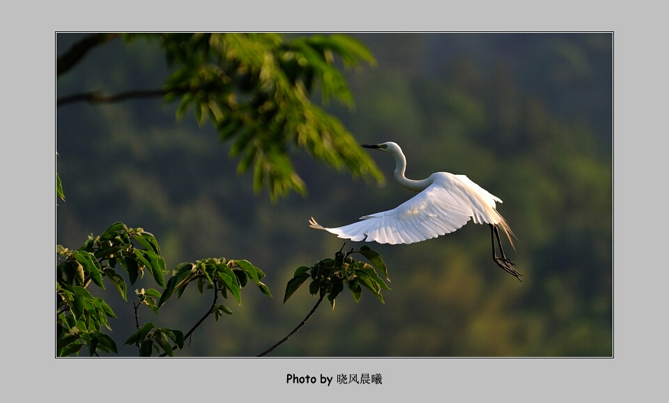 《独舞》（2） 摄影 晓风晨曦