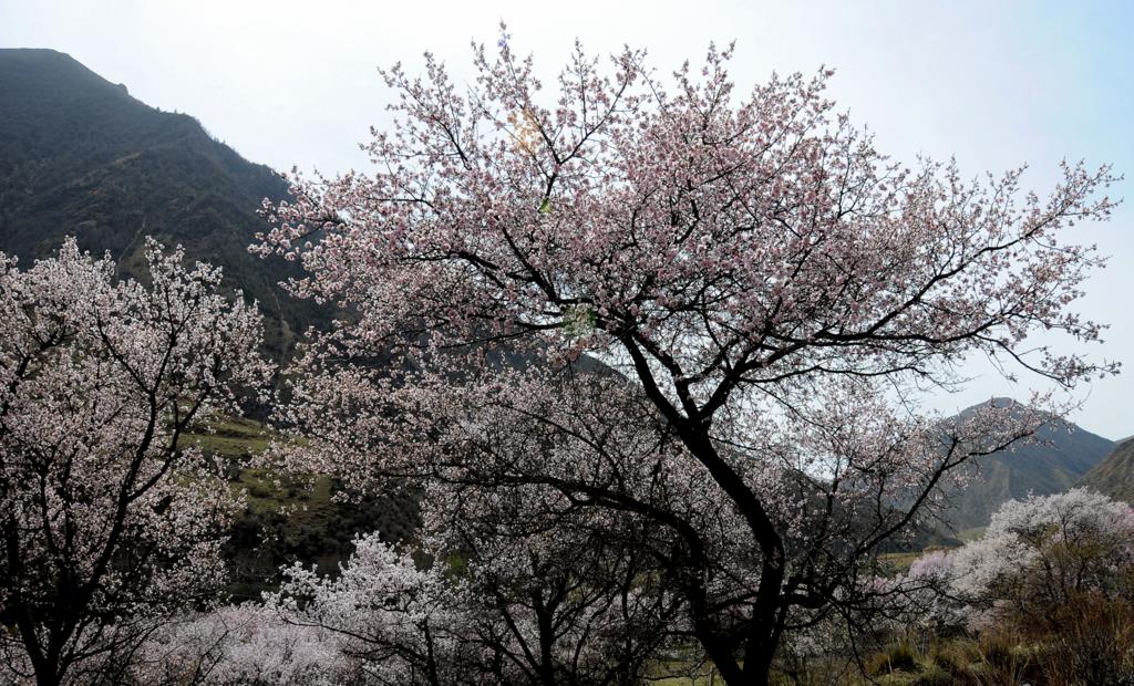 梨花依旧笑春风 摄影 高原风景