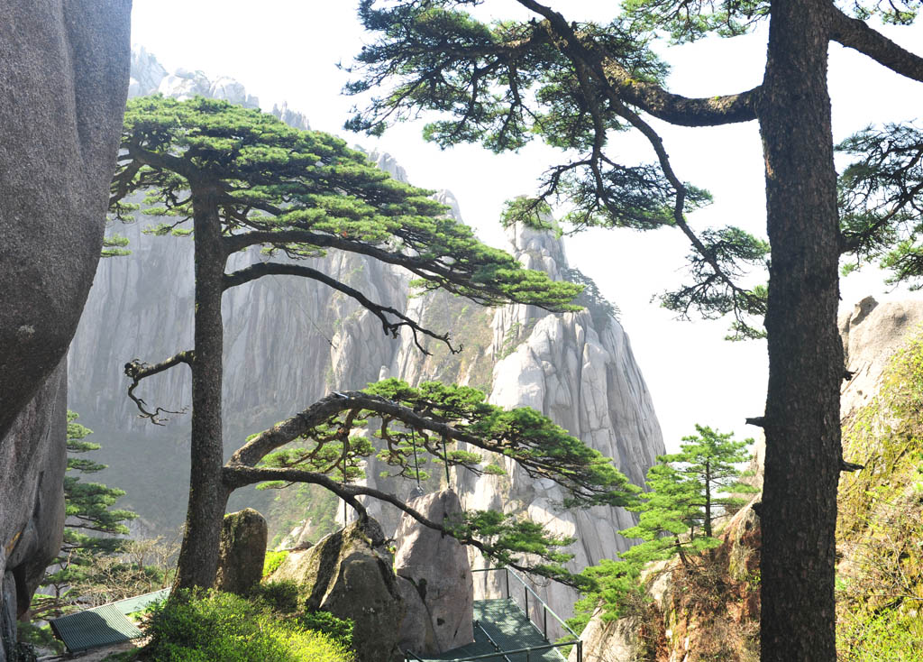 黄山迎宾松 摄影 月风清