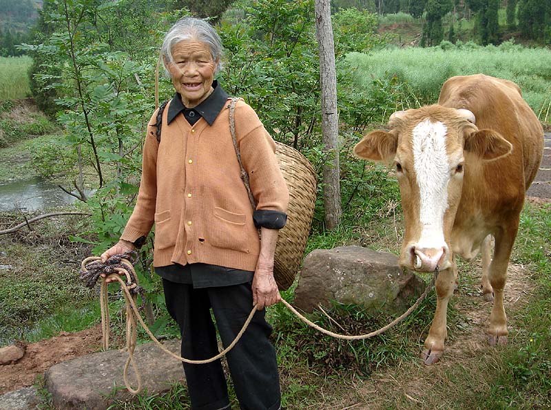 放牛 摄影 紫色女人