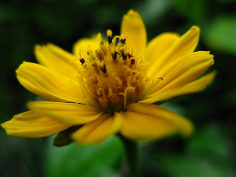 小花曼舞 摄影 夜雨花仙