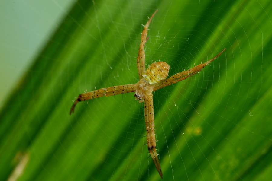 spider 摄影 乱色影