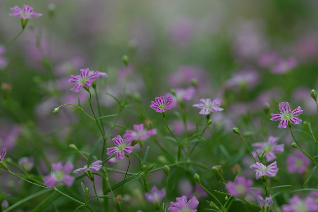 小花 摄影 普尔东京