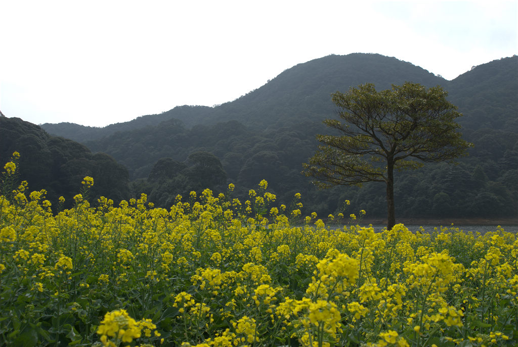 油菜花 摄影 buzhisuowei