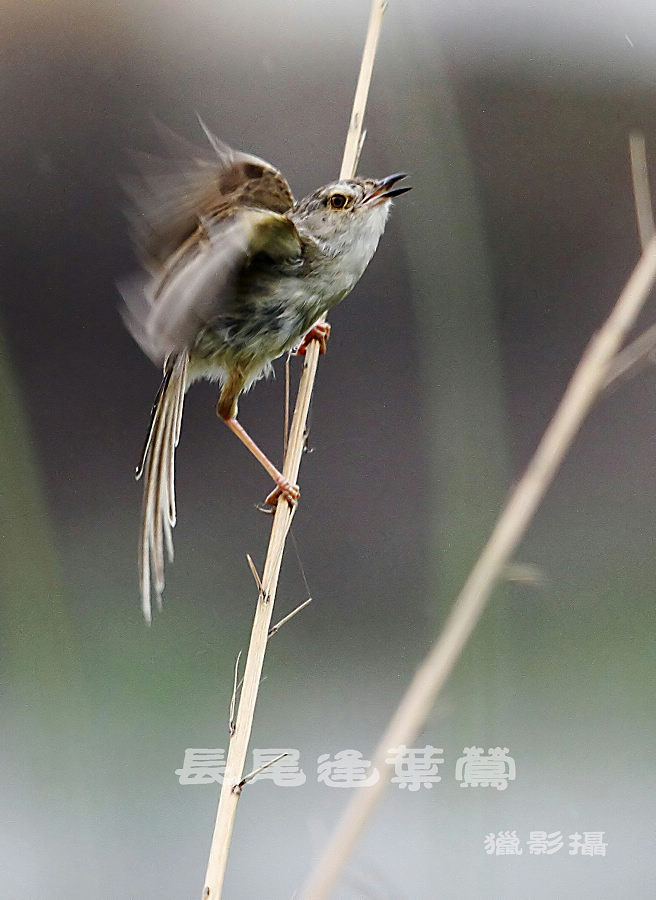 长尾逢叶莺 摄影 猎0影