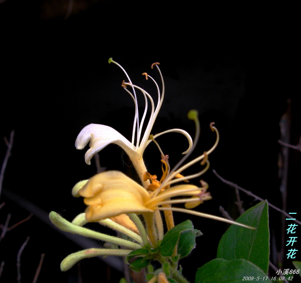 我家小院：金银花 摄影 小溪666