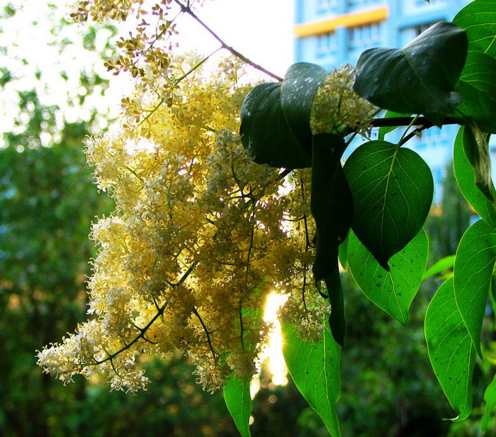 黄昏的芬芳 摄影 邢峰