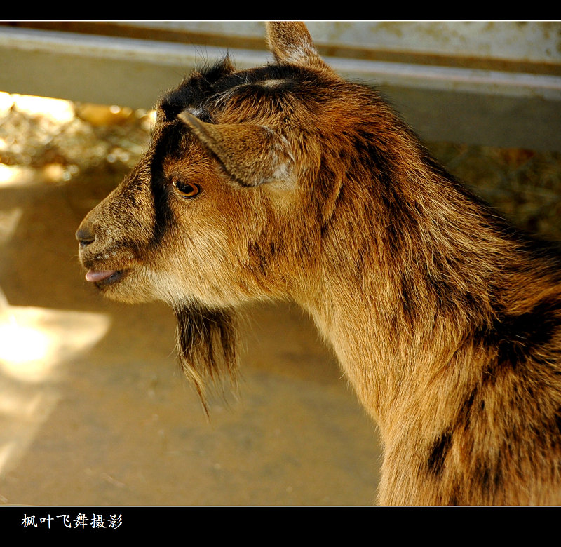 小山羊 摄影 枫叶飞舞