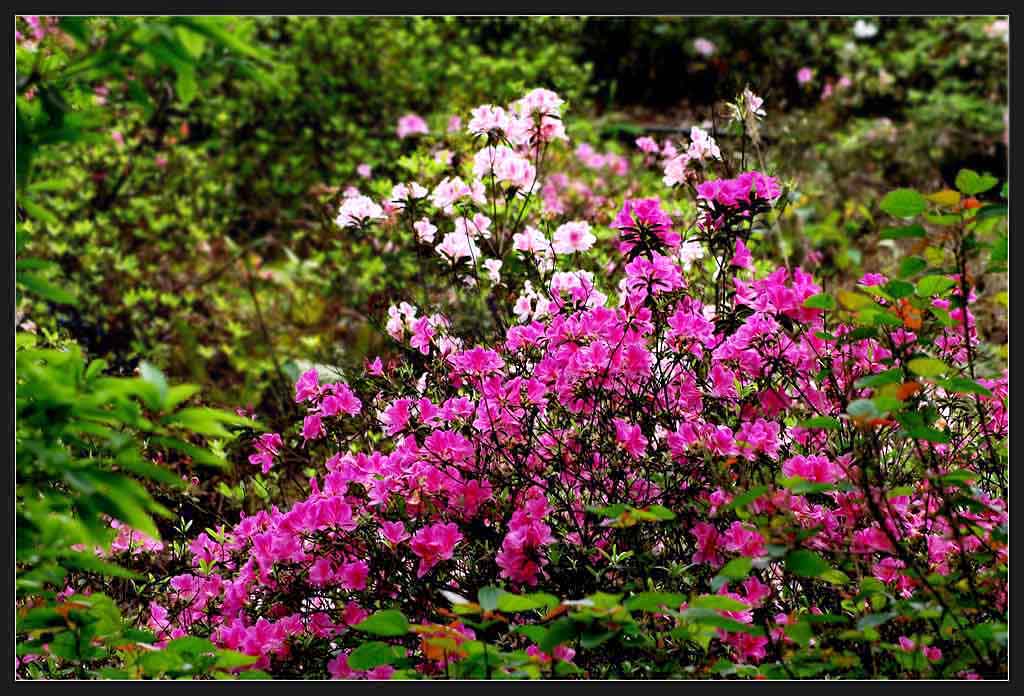 山花烂漫 摄影 原創