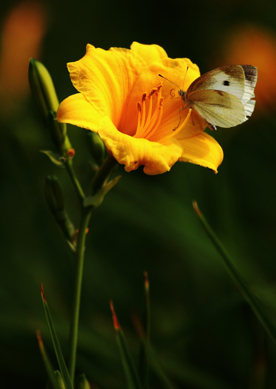 蝶恋花 摄影 独步天涯2008