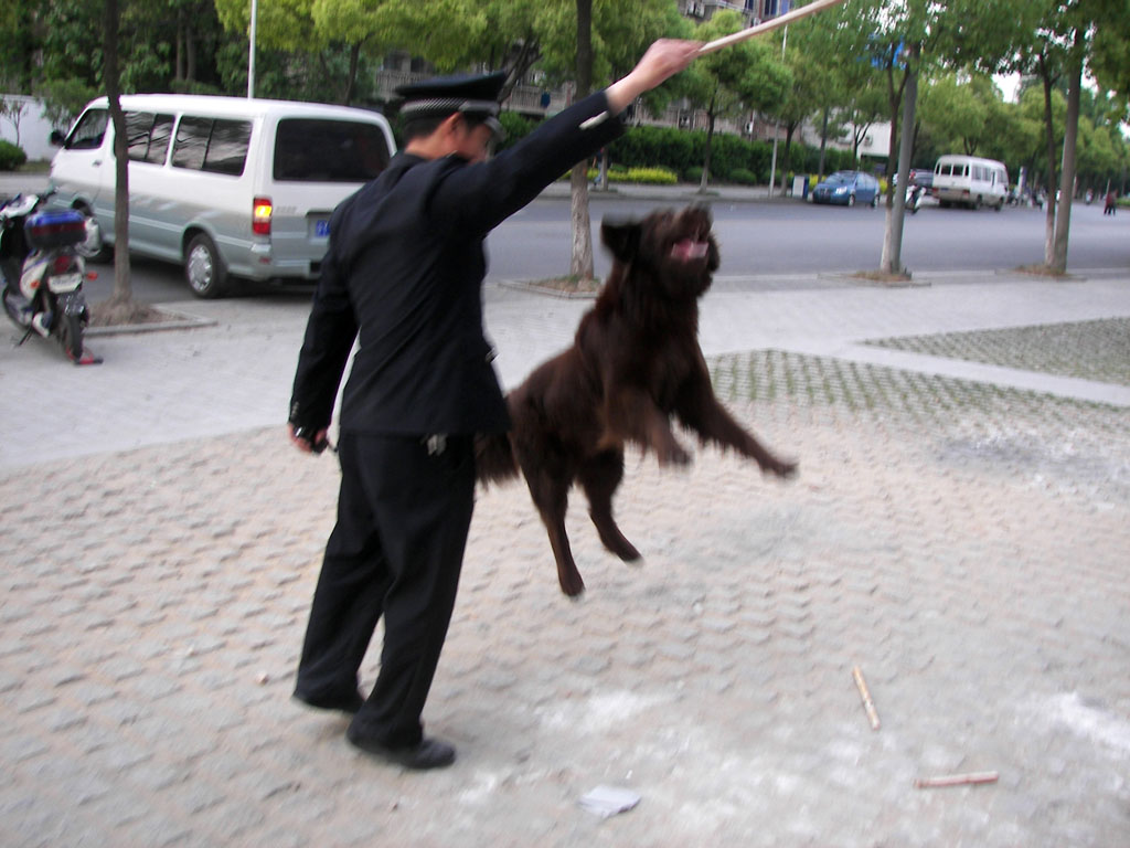 训犬 摄影 子城