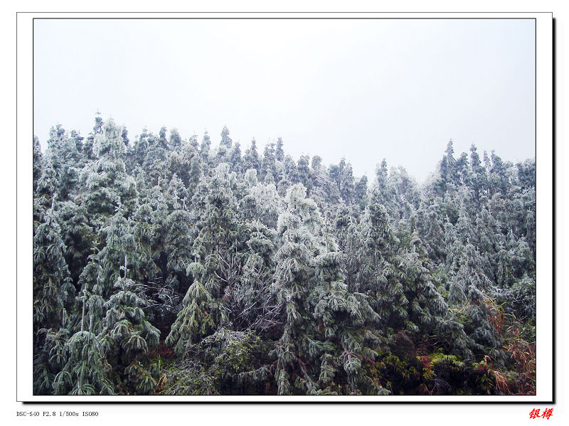 南方雪景 摄影 银樽