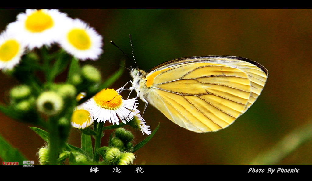 蝶恋花 摄影 phoenix2009