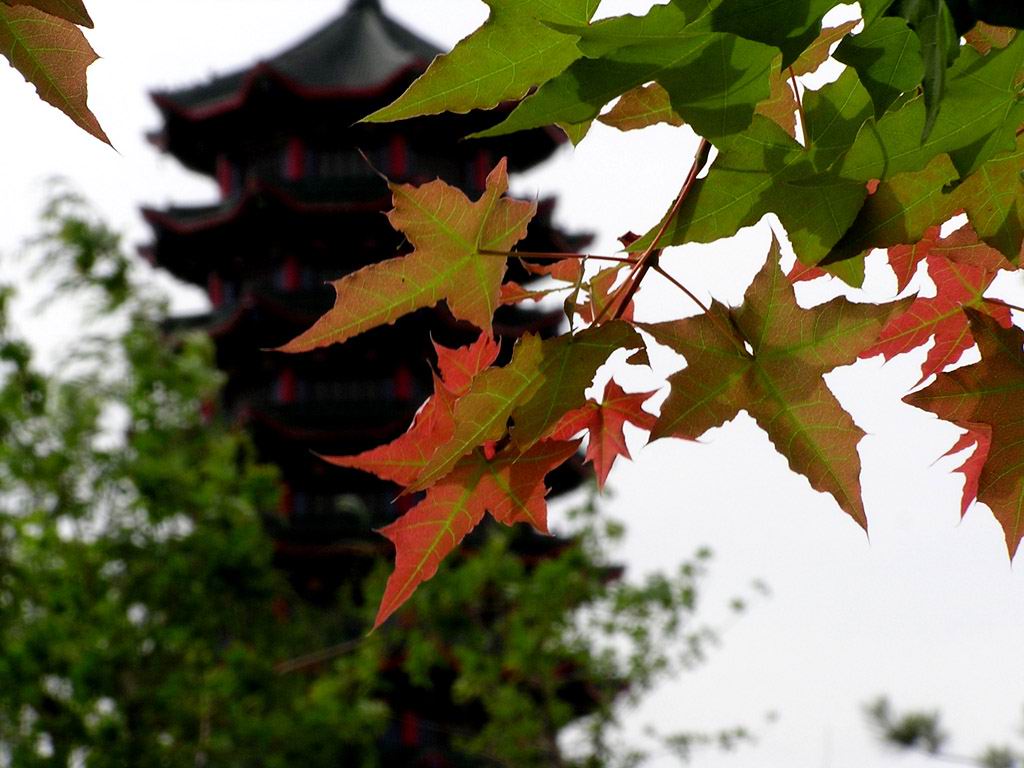 枫红夏牵情 摄影 晋风