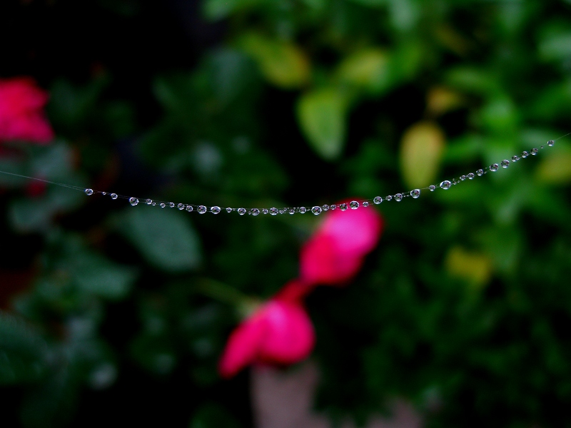 雨后1 摄影 一月