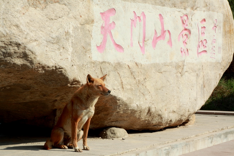 天犬 摄影 蒿子