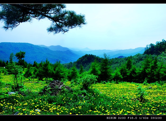 春花 摄影 清水之间