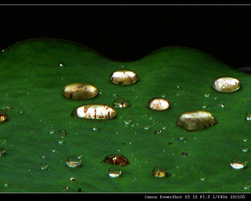 雨后...... 摄影 天使之吻