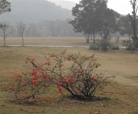 花红 摄影 晨曦絕戀