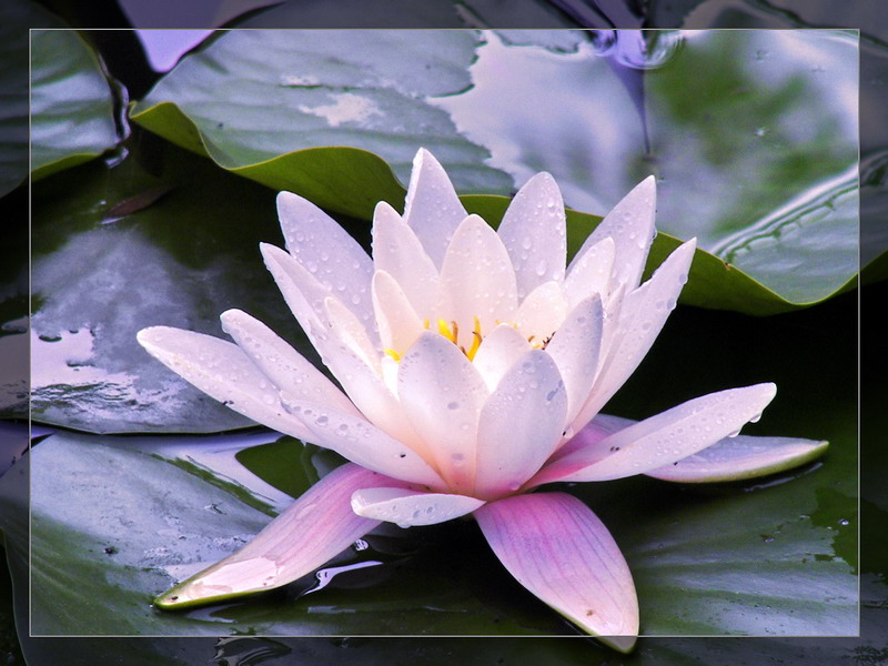 睡莲 摄影 秋风细雨