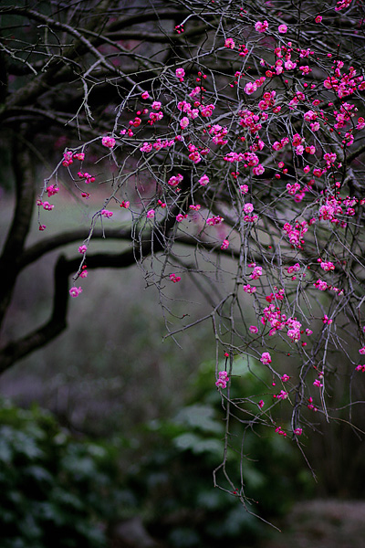 醉花荫 摄影 风向.