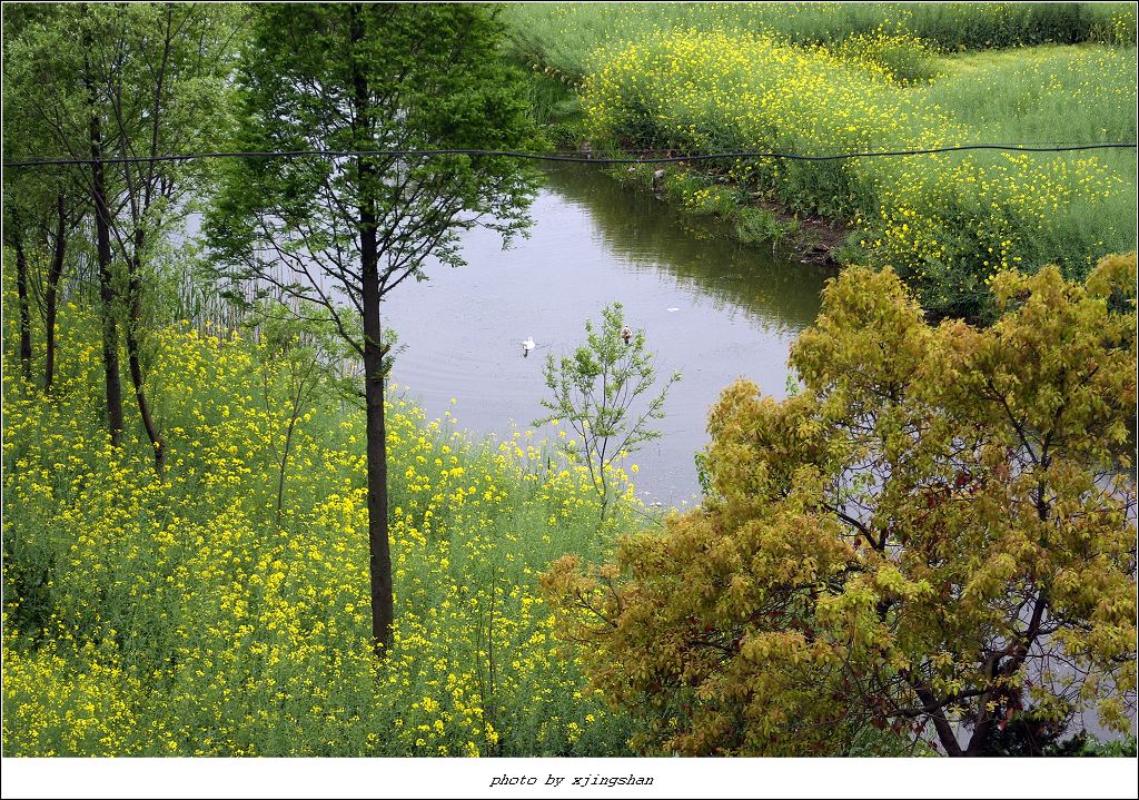 池塘春色 摄影 静海愚公