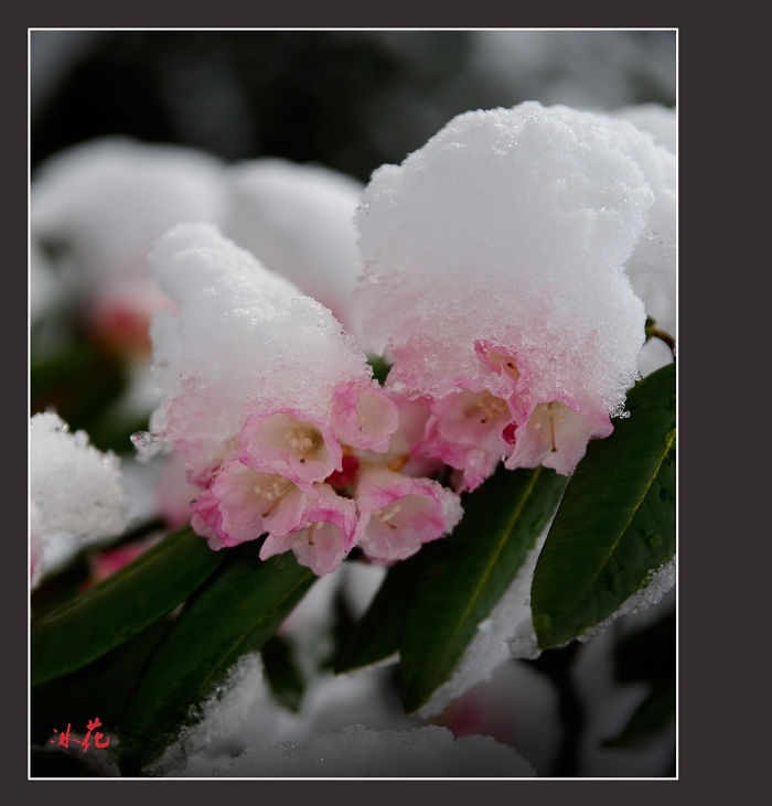 雪中杜鹃 摄影 葛达山