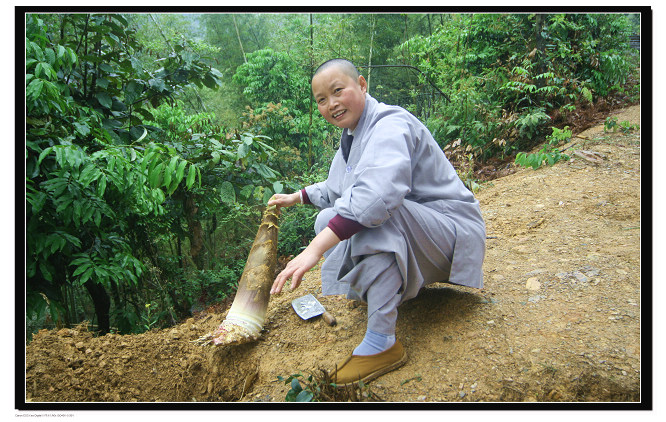 素也斋也! 摄影 深山的绿叶