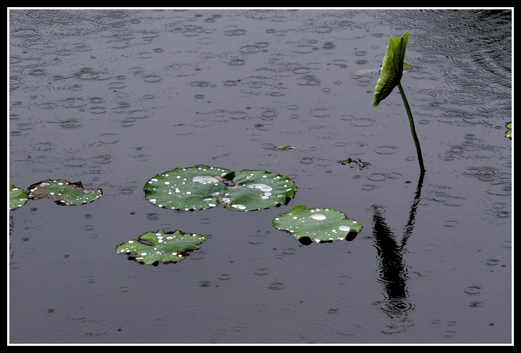 雨荷 摄影 一牛