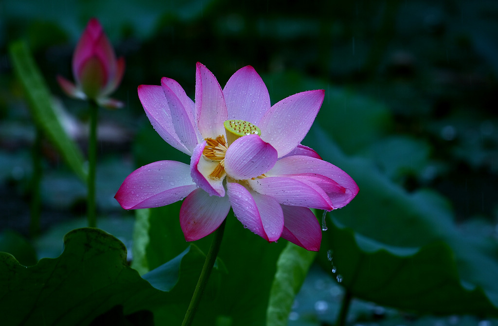 滴水荷花 摄影 坦克1979