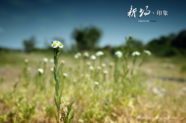 新场印象 摄影 叶秋