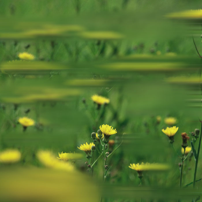 醉眼看花 摄影 贾玉玮