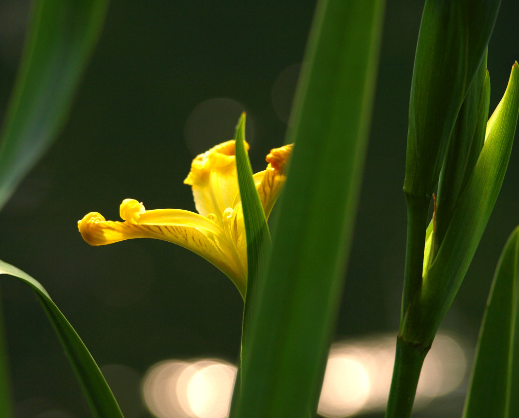 yellow flower 摄影 瓦伦汀