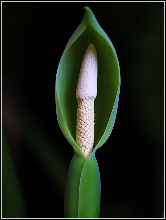 花蕾 摄影 桂玉斋