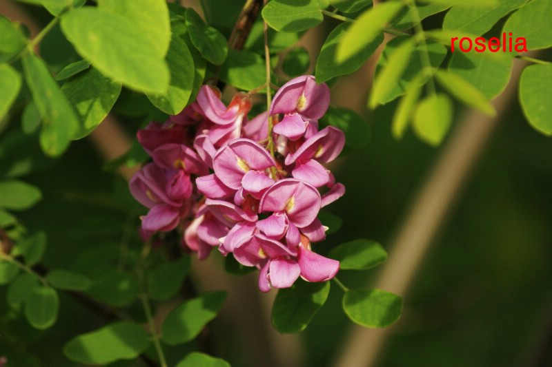 槐花秀 摄影 斓懿